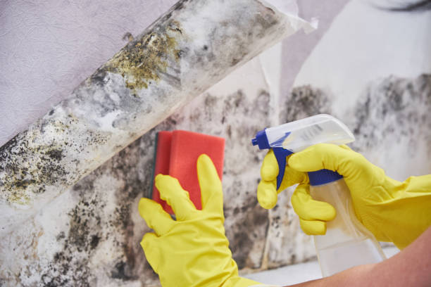 Why You Should Choose Our Mold Remediation Services in Lake Ronkonkoma, NY